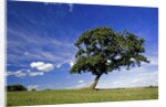 Lone tree at a meadow below a sunny blue sky by Anonymous