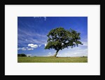 Lone tree at a meadow below a sunny blue sky by Anonymous