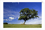 Lone tree at a meadow below a sunny blue sky by Anonymous