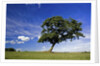 Lone tree at a meadow below a sunny blue sky by Anonymous