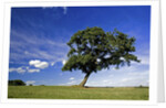 Lone tree at a meadow below a sunny blue sky by Anonymous