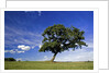Lone tree at a meadow below a sunny blue sky by Anonymous