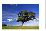 Lone tree at a meadow below a sunny blue sky by Anonymous