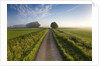 Country road between agricultural fields in England by Anonymous