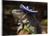 Iguana wearing a sombrero in Cabo San Lucas by Anonymous
