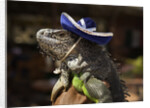 Iguana wearing a sombrero in Cabo San Lucas by Anonymous