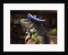 Iguana wearing a sombrero in Cabo San Lucas by Anonymous