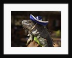 Iguana wearing a sombrero in Cabo San Lucas by Anonymous