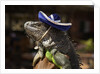 Iguana wearing a sombrero in Cabo San Lucas by Anonymous