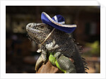 Iguana wearing a sombrero in Cabo San Lucas by Anonymous