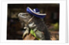 Iguana wearing a sombrero in Cabo San Lucas by Anonymous