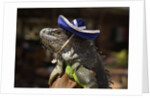 Iguana wearing a sombrero in Cabo San Lucas by Anonymous