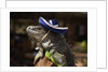 Iguana wearing a sombrero in Cabo San Lucas by Anonymous