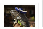 Iguana wearing a sombrero in Cabo San Lucas by Anonymous