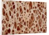 Bone tissue of a hen magnified x25 by Anonymous