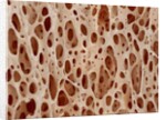 Bone tissue of a hen magnified x25 by Anonymous