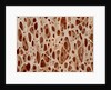 Bone tissue of a hen magnified x25 by Anonymous