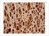 Bone tissue of a hen magnified x25 by Anonymous