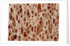 Bone tissue of a hen magnified x25 by Anonymous