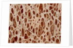 Bone tissue of a hen magnified x25 by Anonymous