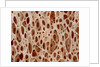 Bone tissue of a hen magnified x25 by Anonymous