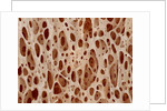 Bone tissue of a hen magnified x25 by Anonymous