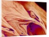 Surface of a valve of a rat heart by Anonymous