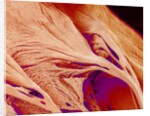 Surface of a valve of a rat heart by Anonymous