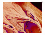 Surface of a valve of a rat heart by Anonymous