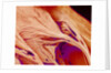 Surface of a valve of a rat heart by Anonymous