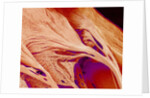 Surface of a valve of a rat heart by Anonymous