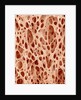 Bone tissue of a hen magnified x25 by Anonymous