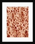 Bone tissue of a hen magnified x25 by Anonymous