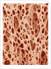 Bone tissue of a hen magnified x25 by Anonymous