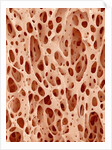 Bone tissue of a hen magnified x25 by Anonymous