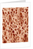 Bone tissue of a hen magnified x25 by Anonymous