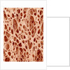 Bone tissue of a hen magnified x25 by Anonymous