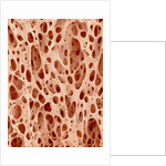Bone tissue of a hen magnified x25 by Anonymous