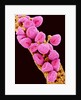 Geranium pollen at a magnification of x300 by Anonymous