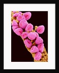 Geranium pollen at a magnification of x300 by Anonymous