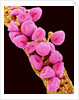 Geranium pollen at a magnification of x300 by Anonymous