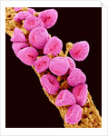 Geranium pollen at a magnification of x300 by Anonymous