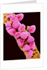 Geranium pollen at a magnification of x300 by Anonymous