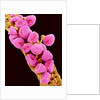 Geranium pollen at a magnification of x300 by Anonymous