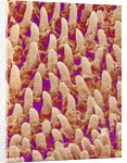 Tongue filiform papillae of a rabbit magnified x300 by Anonymous