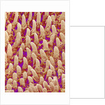 Tongue filiform papillae of a rabbit magnified x300 by Anonymous