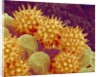Sunflower pollen at a magnification of x1000 by Anonymous