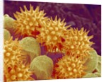 Sunflower pollen at a magnification of x1000 by Anonymous