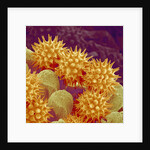 Sunflower pollen at a magnification of x1000 by Anonymous