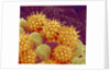 Sunflower pollen at a magnification of x1000 by Anonymous